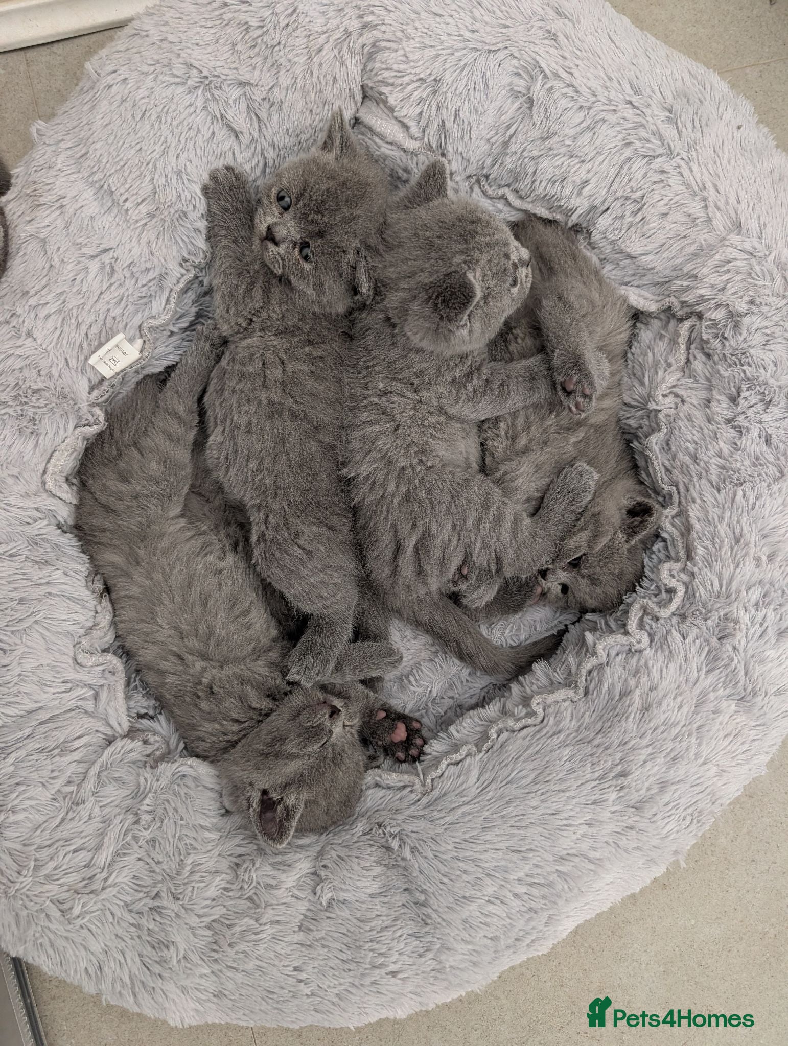 British Shorthair cats Blue British Shorthaired kittens 😺🐾 - Advert 3