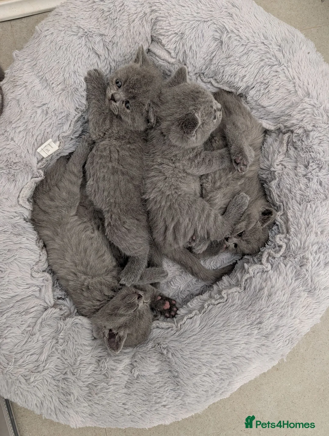 British Shorthair cats for sale: Blue British Shorthaired kittens 😺🐾 - Advert 1