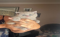 British Shorthair cats for sale: Female lilac fully health checked bsh - Image 8
