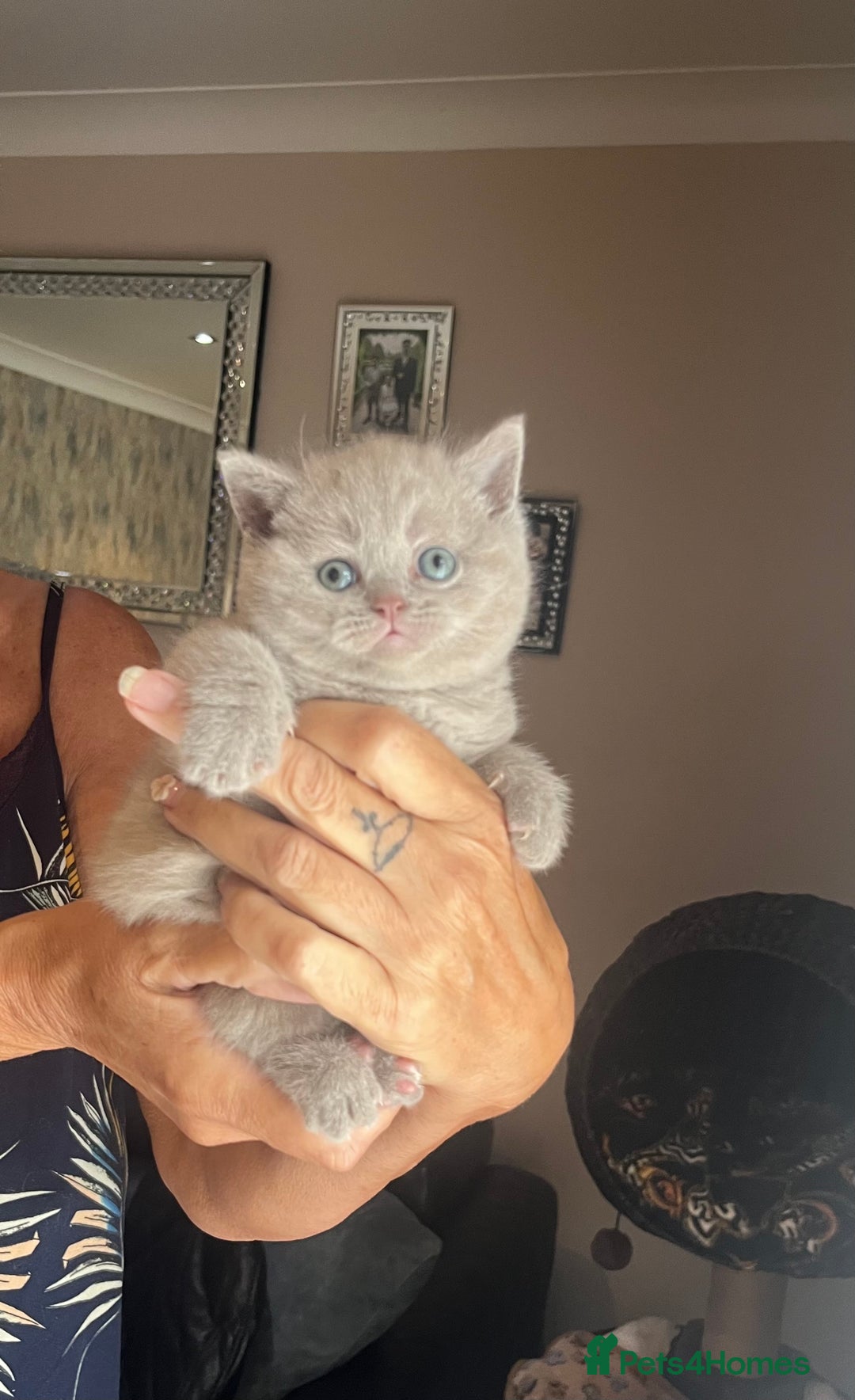 British Shorthair cats for sale: Female lilac fully health checked bsh - Image 8