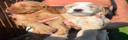 Cockapoo dogs for sale: Stunning cockapoo puppies in Beccles - Advert 10