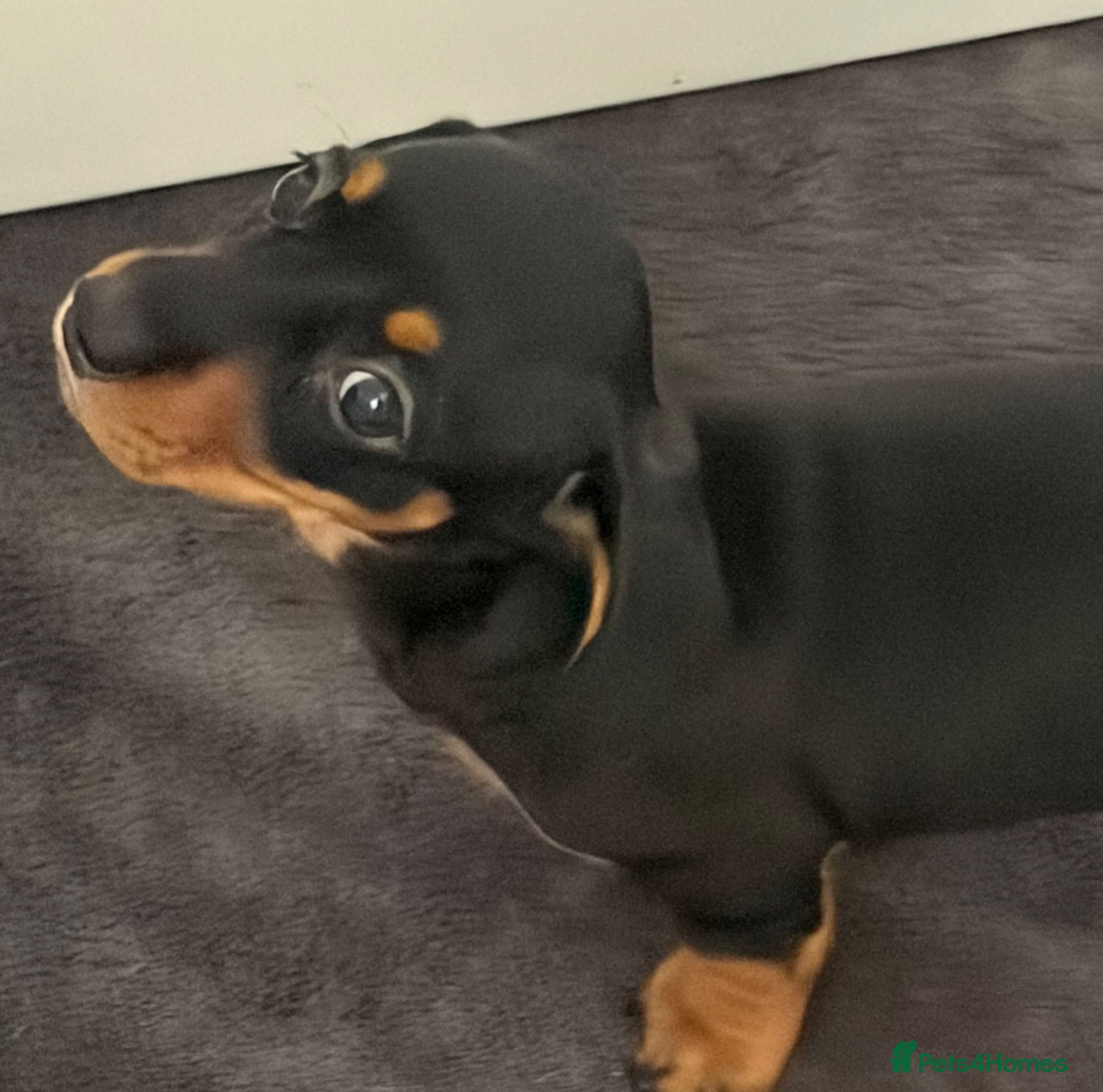 Miniature Dachshund dogs 2 Girls Left - KC stunning Miniature Dachshunds 🩷 - Advert 7