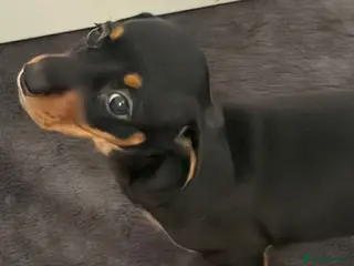 Miniature Dachshund dogs 2 Girls Left - KC stunning Miniature Dachshunds 🩷 - Advert 13
