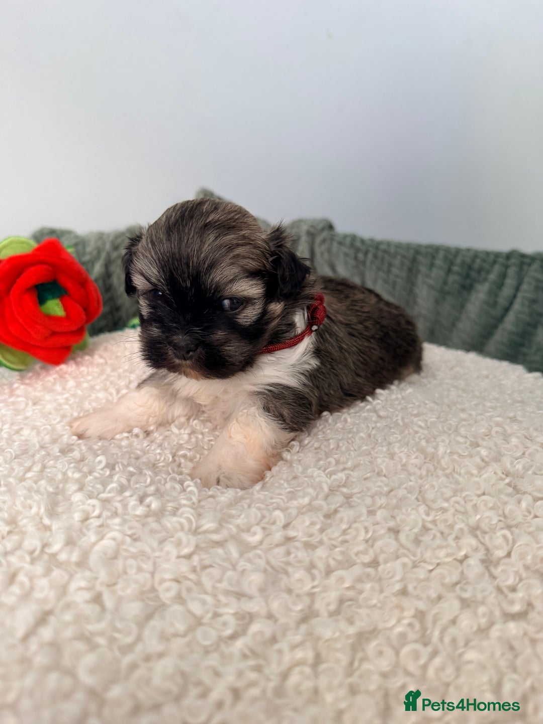 Lhasa Apso dogs for sale: Beautiful litter of KC Lhasa Apso puppies  - Advert 15