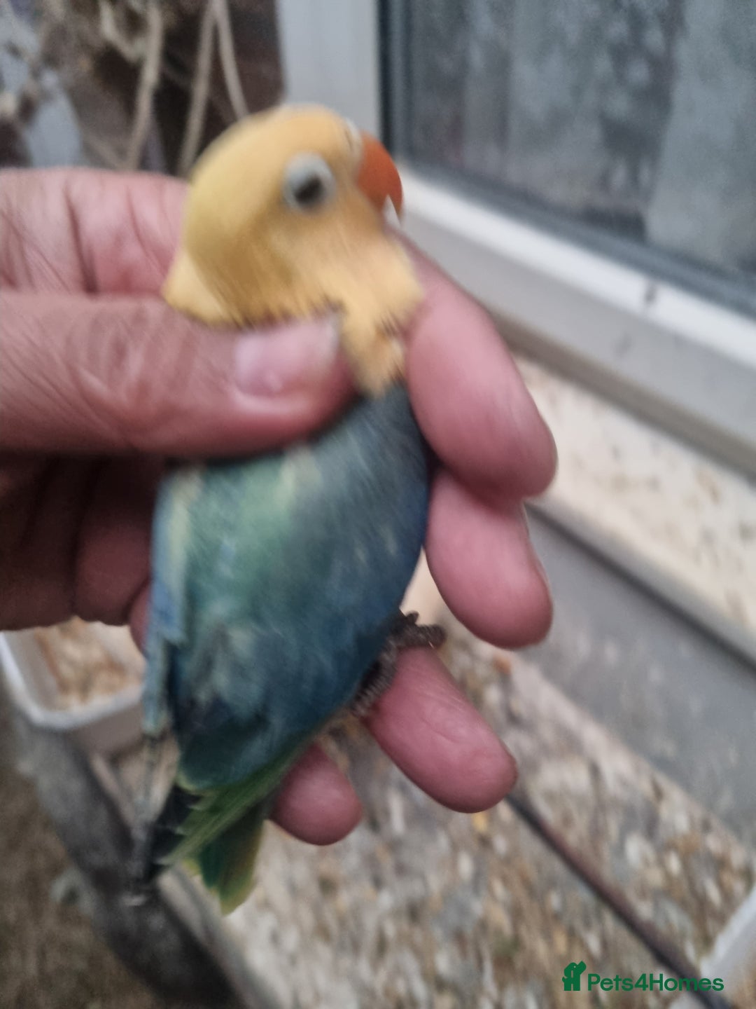 Lovebirds birds for sale: AQUA B1 OPALINE  ficshers  - Advert 4