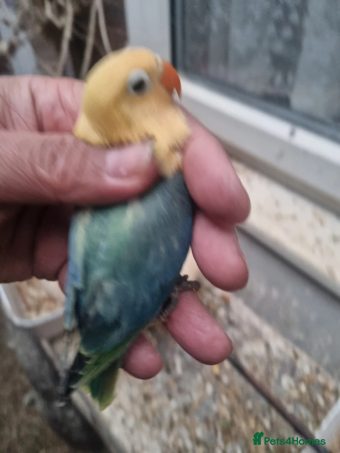 Lovebirds birds for sale: AQUA B1 OPALINE  ficshers  - Advert 4