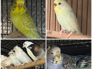 Mixed Breed birds Zebra Finches - Advert 4