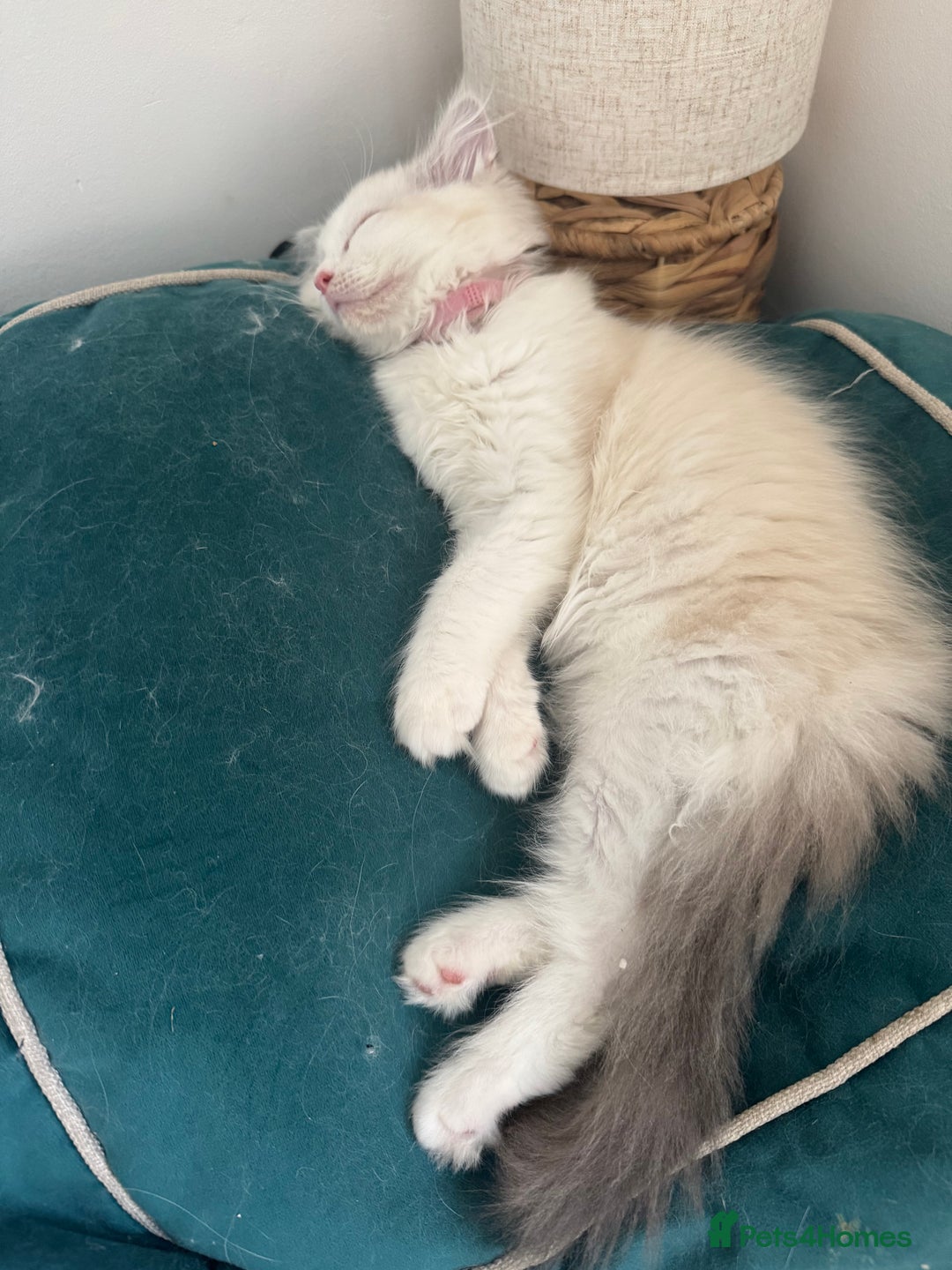 Ragdoll cats for sale: X5 Ragdoll kittens - Image 17