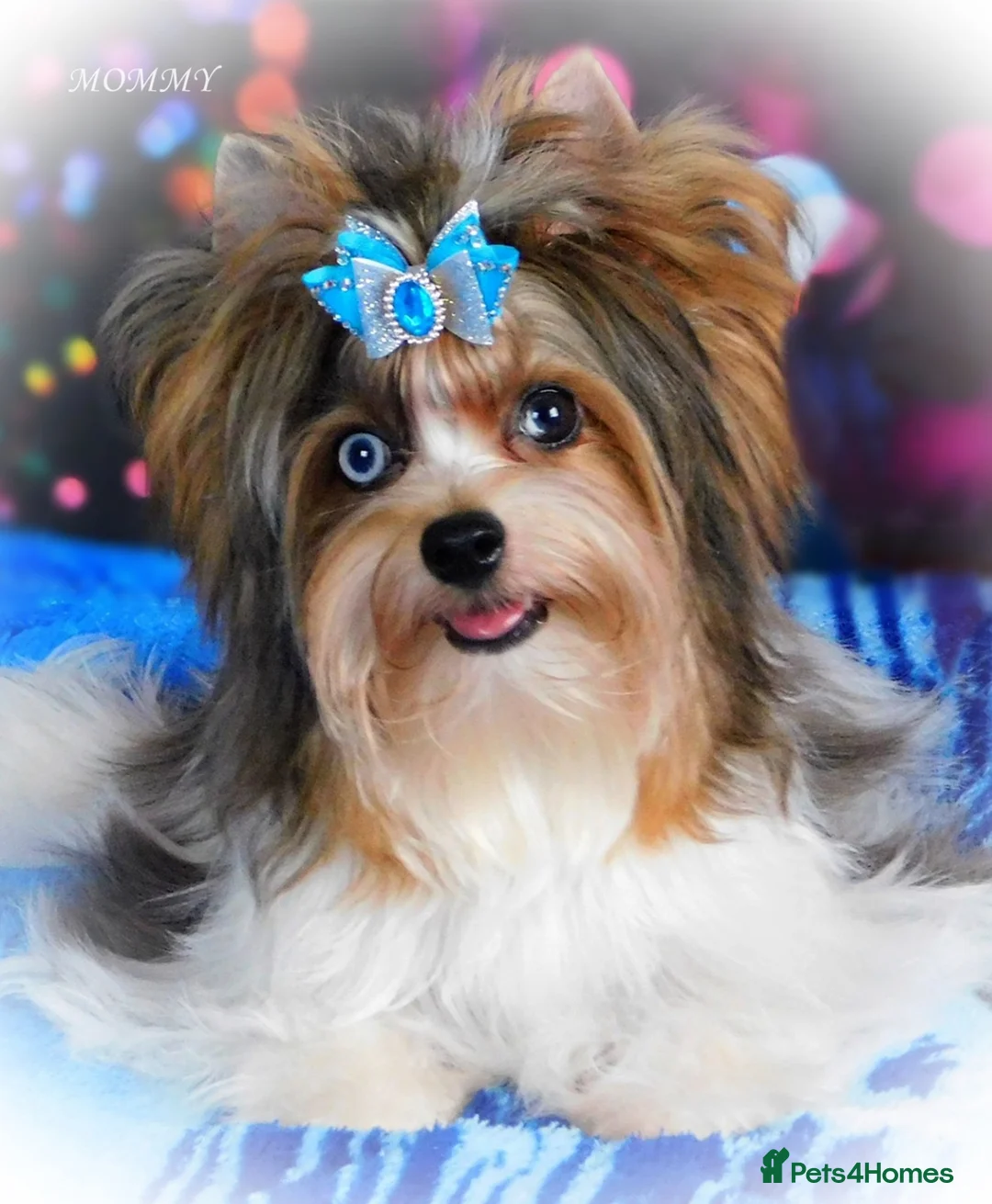 Yorkshire Terrier dogs for sale: CUTE YORKIES MERLES BLUE EYES - Advert 5