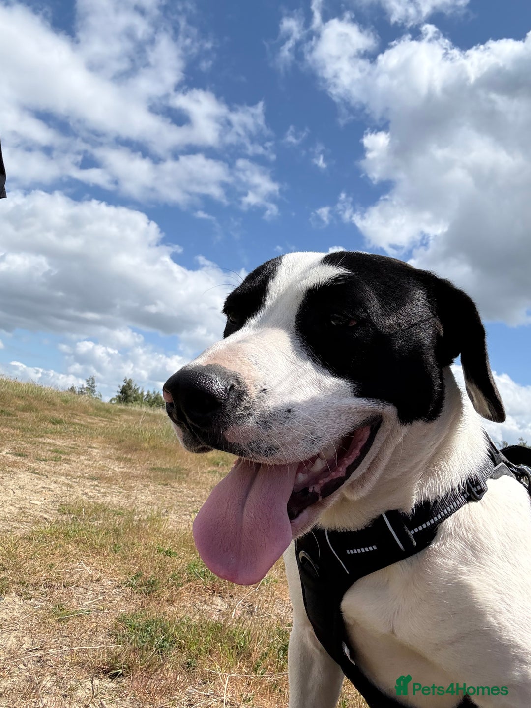 Mixed Breed dogs for sale: Patterdale cross springer cross boxer  - Image 1