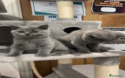 British Shorthair cats for sale: Pedigree Blue British Shorthair 💙💙💙💗💗💗💗 - Image 33