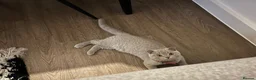 Scottish Fold cats for sale: Scottish Fold/British Shorthair  - Advert 3