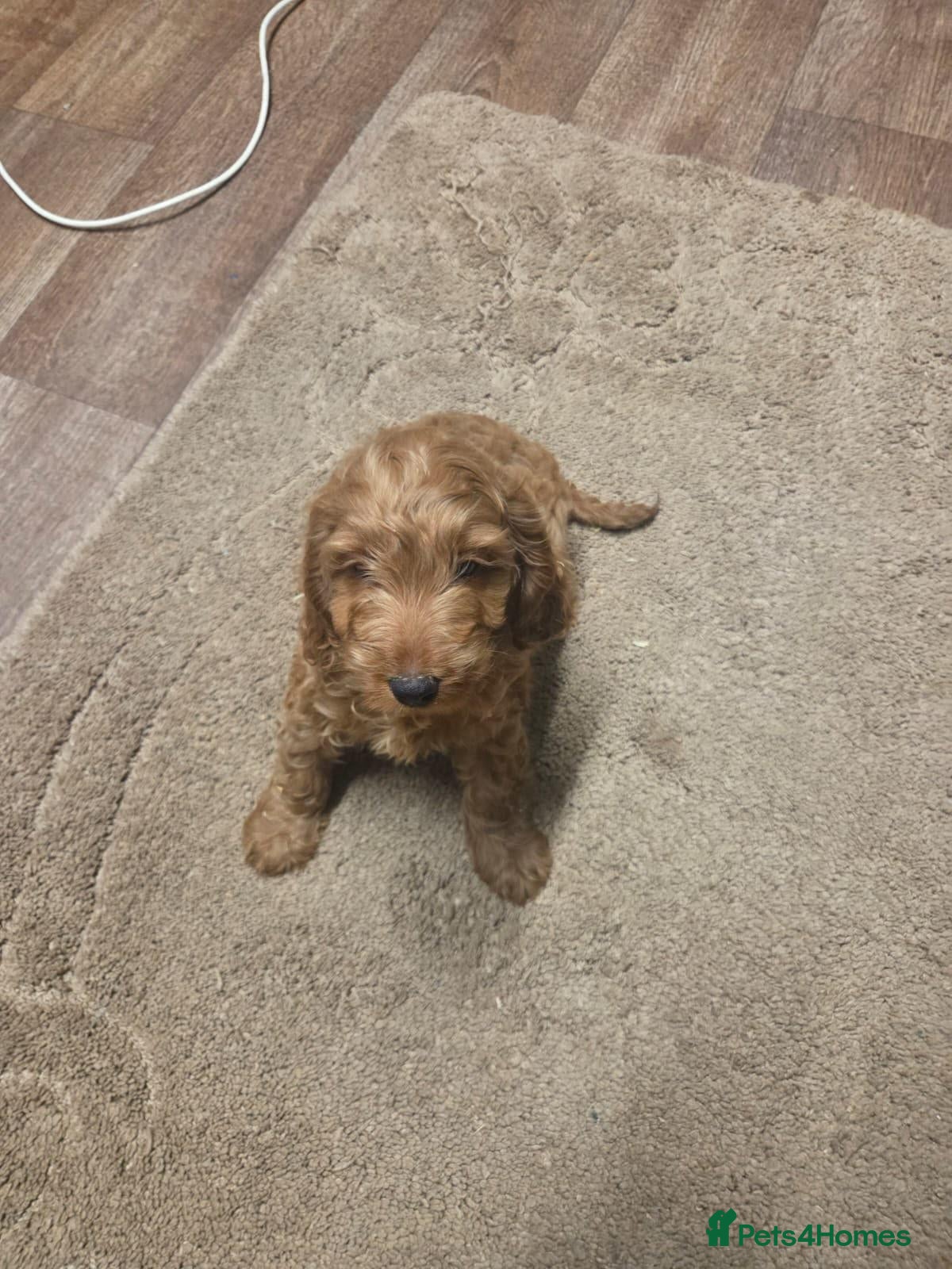 Cavapoo dogs for sale: Adorable cavapoo puppies - Advert 1
