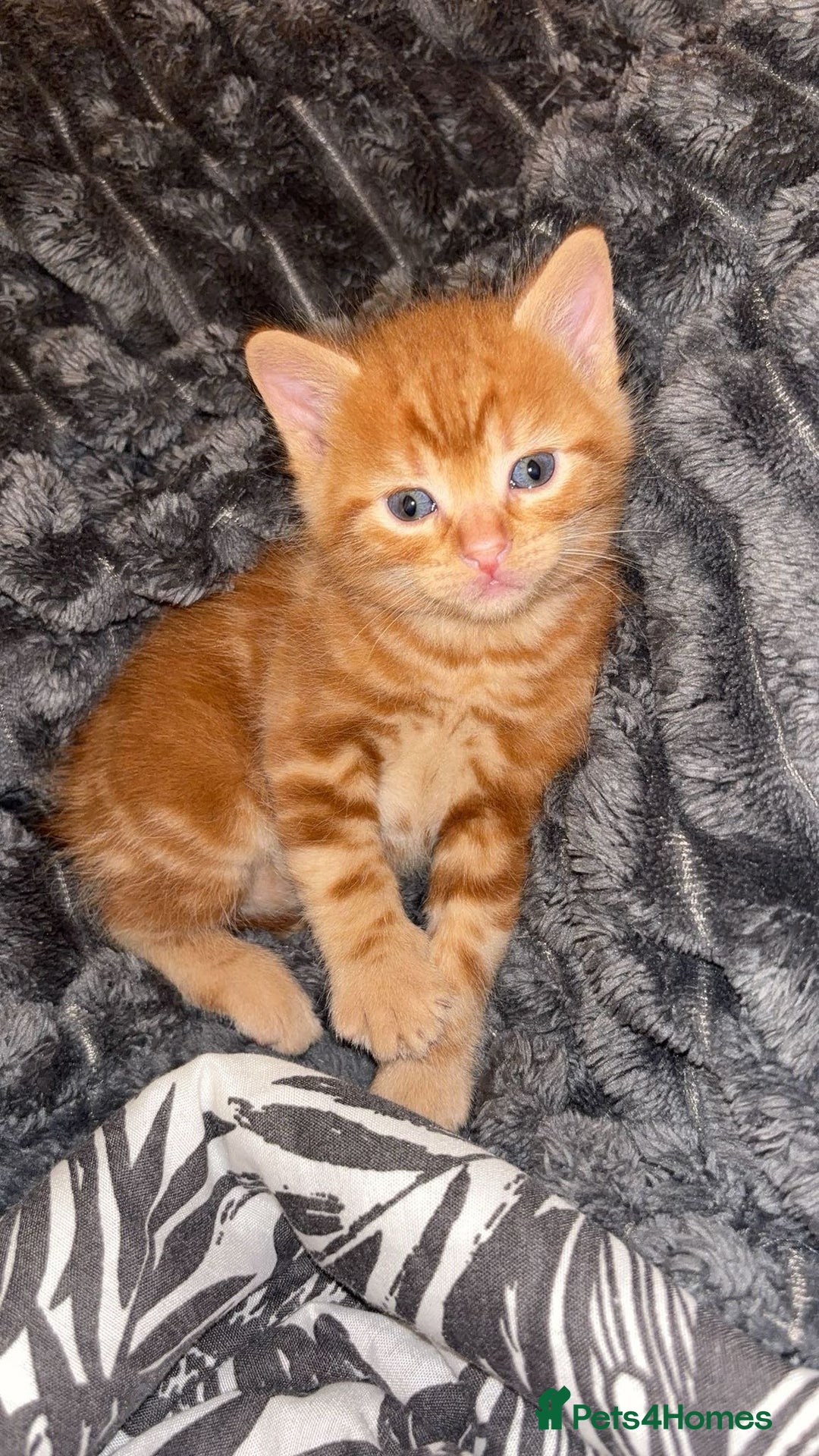 Mixed Breed cats for sale: 5 kittens  - Advert 3