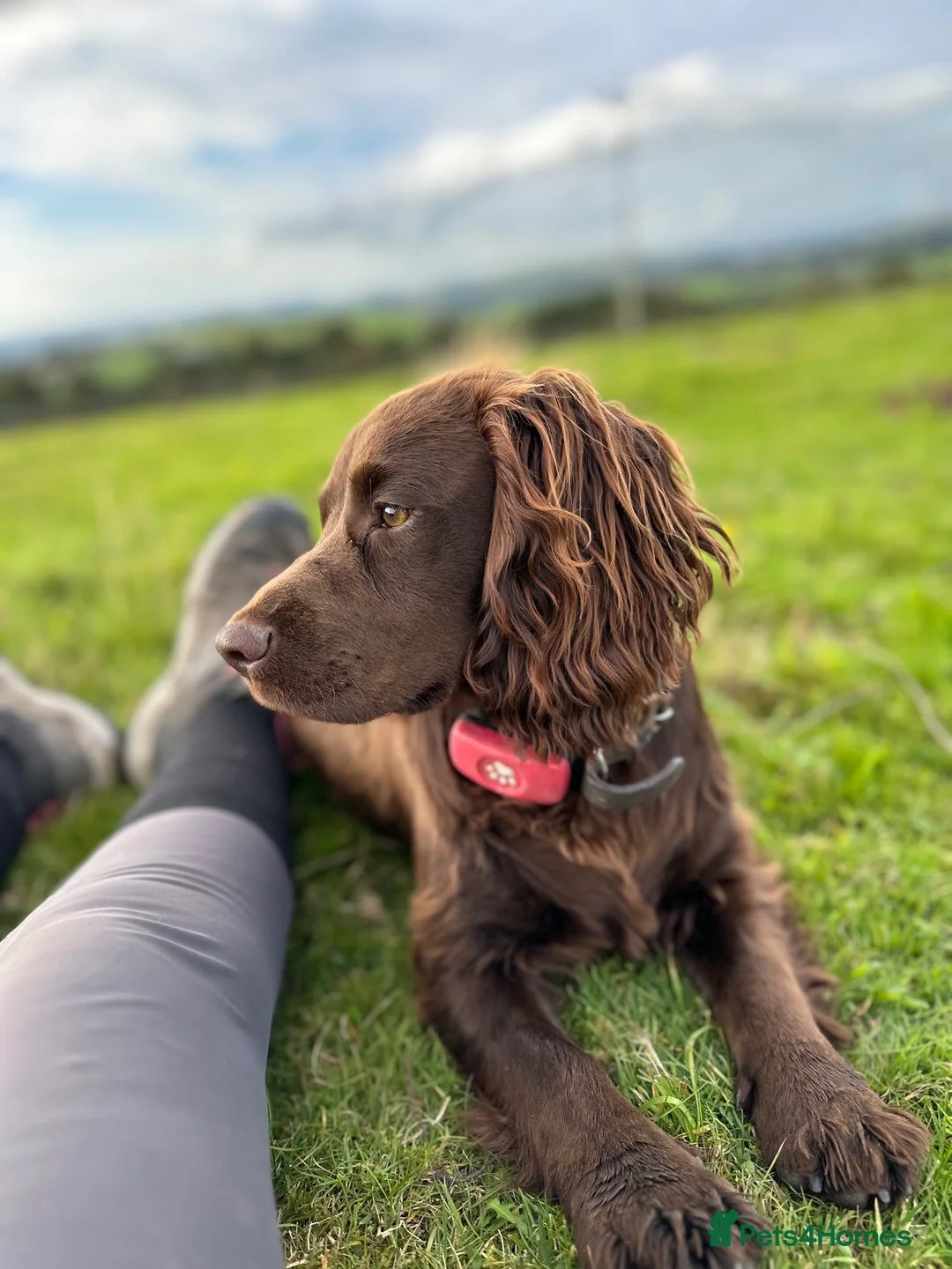 Cocker Spaniel dogs for sale: Fabulous working cocker spaniel - Advert 2