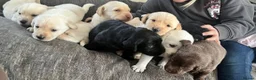 Labrador Retriever dogs for stud: Proven Labrador retriever for stud  - Advert 12