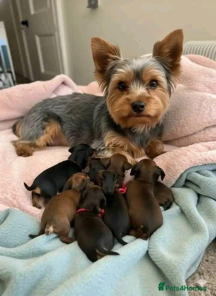 Yorkshire Terrier dogs Gorgeous Family Raised Yorkie Puppies - Advert 2
