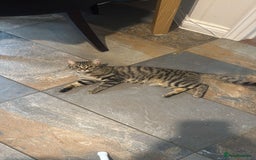 British Shorthair cats for sale: Need rehoming 2x female cats. 1 year old - Image 2