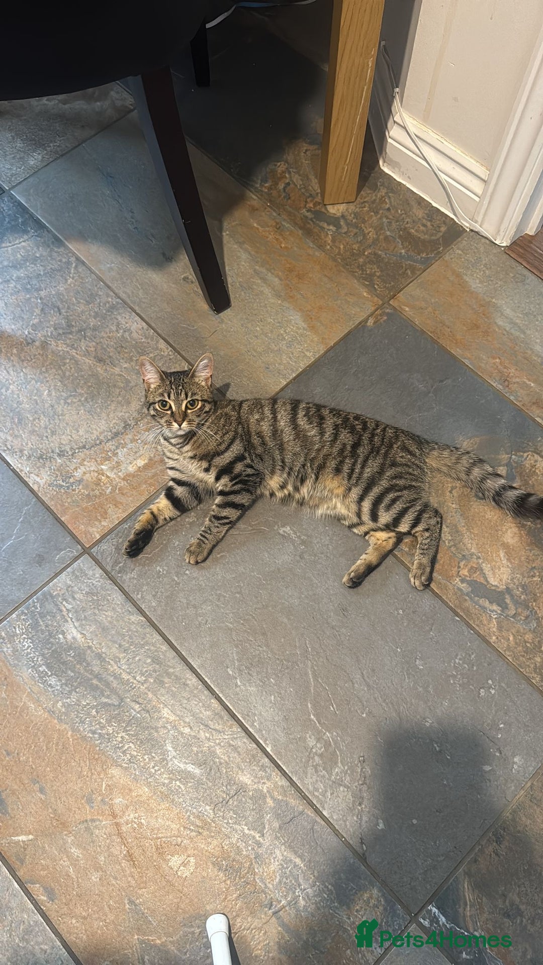 British Shorthair cats for sale: Need rehoming 2x female cats. 1 year old - Image 2