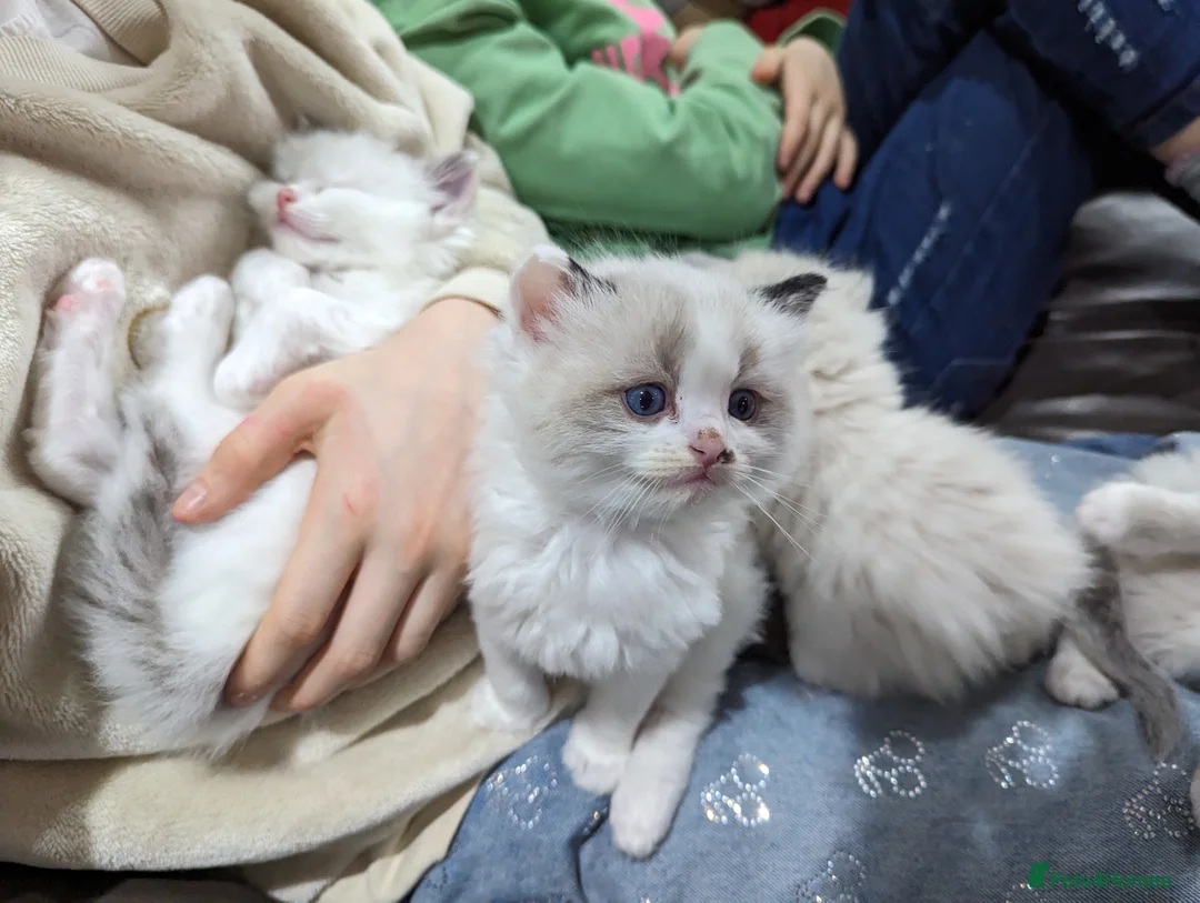 Ragdoll cats for sale: Gorgeous ragdoll kittens - Advert 3