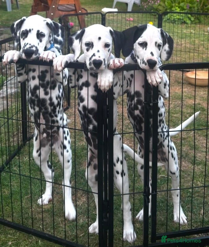 Dalmatian dogs KC reg full hearing Dalmatian Puppies  - Advert 6