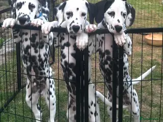 Dalmatian dogs KC reg full hearing Dalmatian Puppies - Advert 1