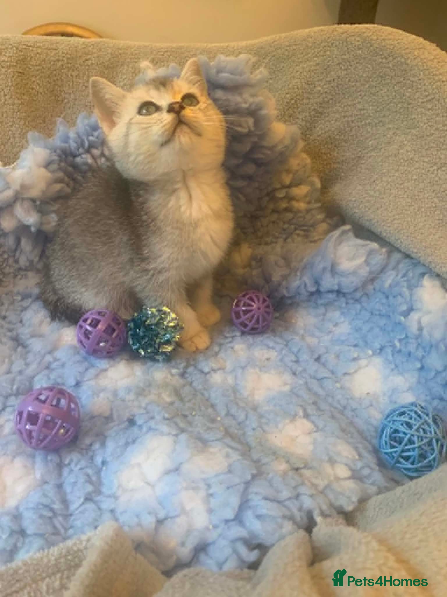 British Shorthair cats BSH Stunning rare Shaded - Advert 2