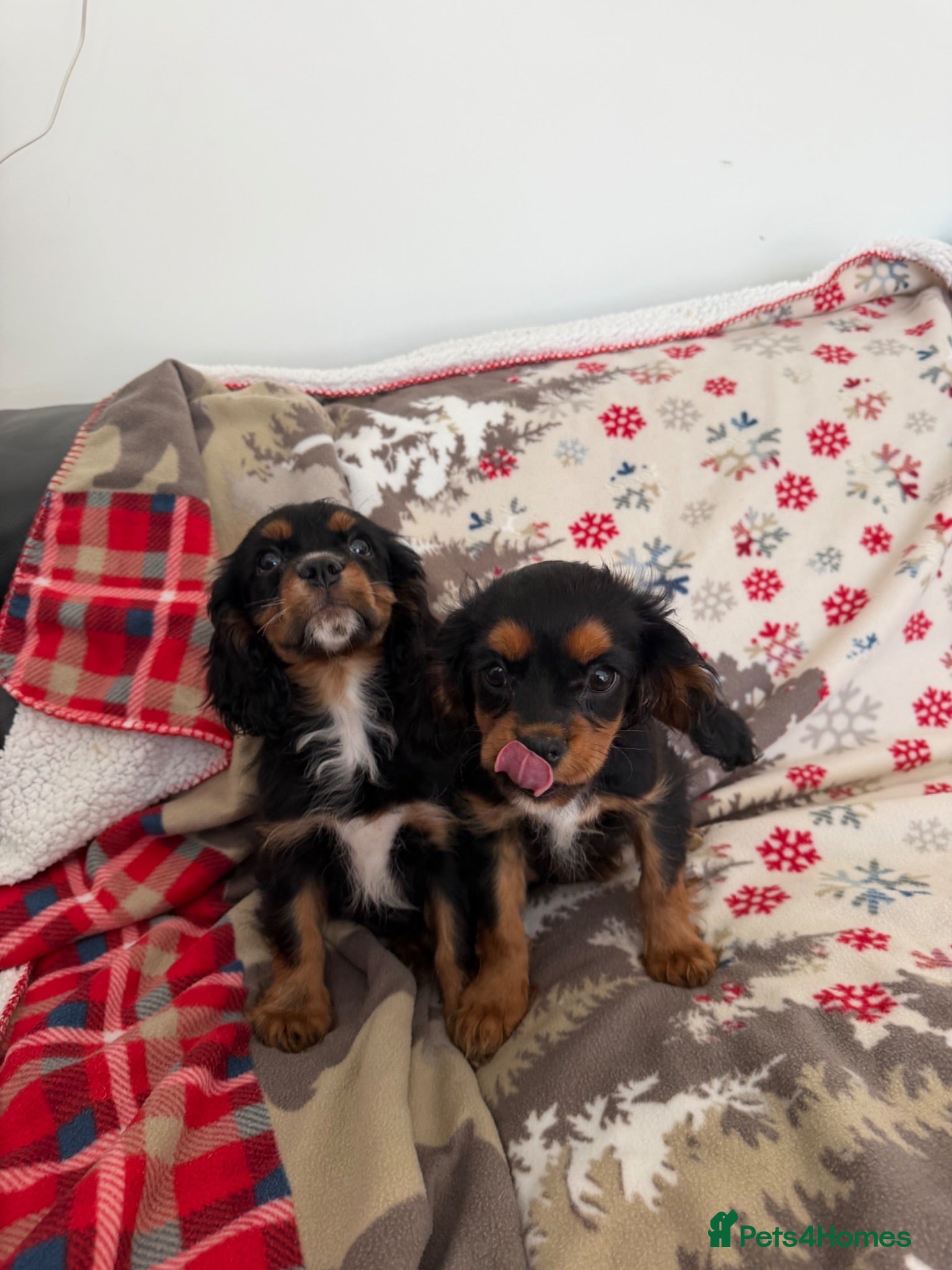 Cavalier King Charles Spaniel dogs     Puppies – Ready for Their Forever Homes - Advert 1