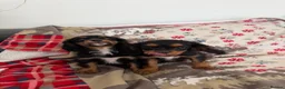 Cavalier King Charles Spaniel dogs for sale:     Puppies – Ready for Their Forever Homes - Advert 1