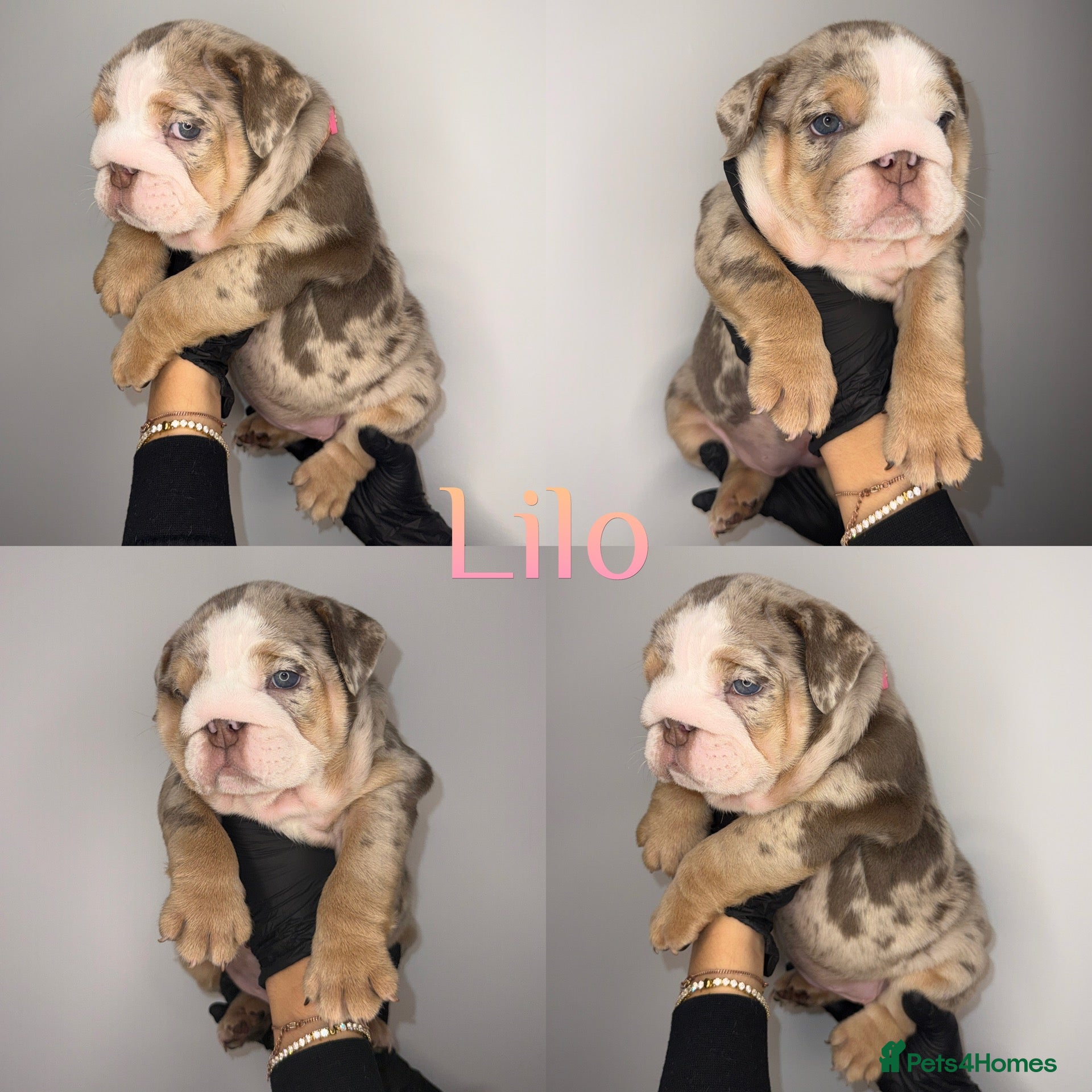 English Bulldog dogs 9 beautiful 5 ⭐️ English bulldogs  - Advert 1