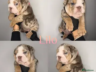 English Bulldog dogs 9 beautiful 5 ⭐️ English bulldogs - Advert 1
