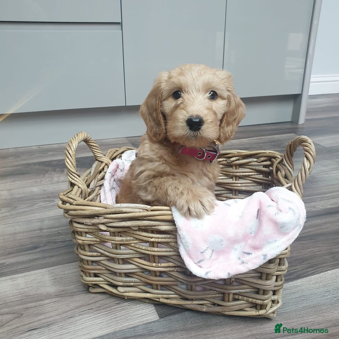 Labradoodle dogs for sale: Multigenerational Medium /Mini Labradoodles  - Image 19