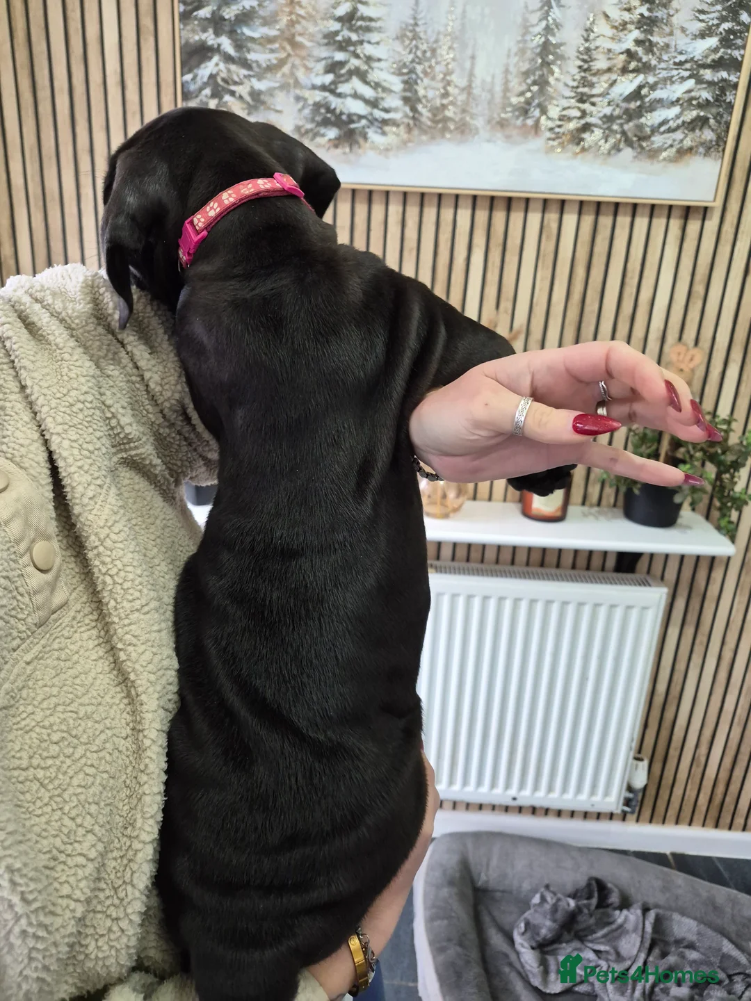Cane Corso dogs for sale: ***REDUCED*** Cane Corso pups - Advert 7