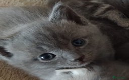 British Longhair cats for sale: 5 silver BSH kittens - Image 1