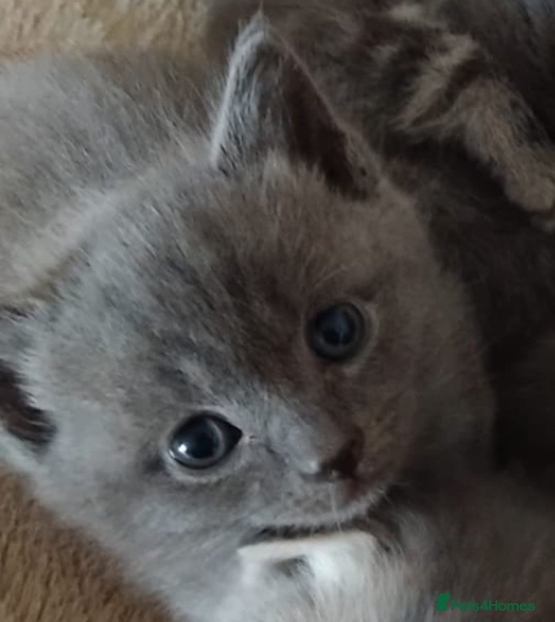 British Longhair cats for sale: 5 silver BSH kittens - Image 1