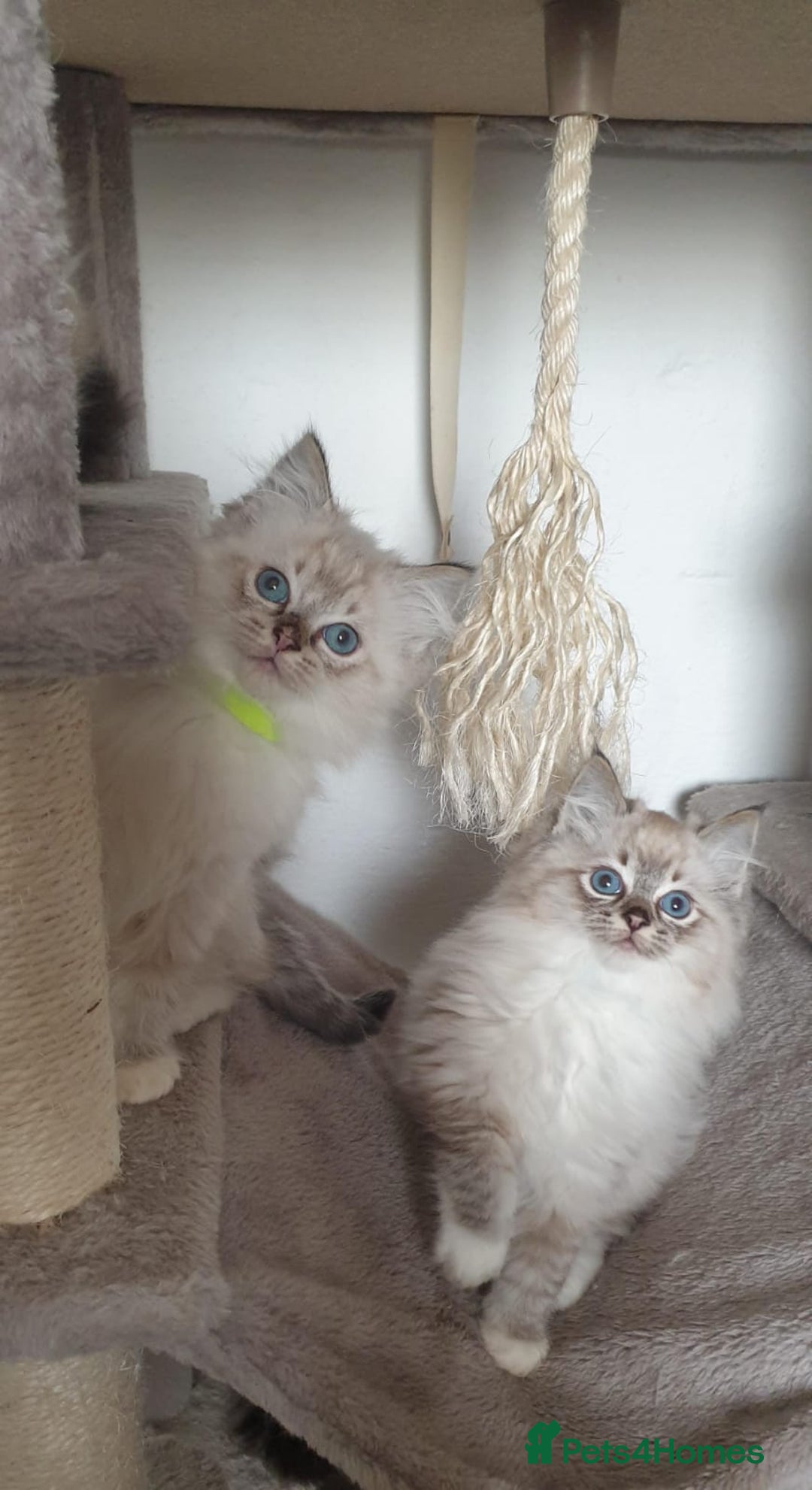 Ragdoll cats for sale: Stunning GCCF Registered Ragdoll Kittens. - Advert 5