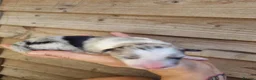 Border Collie dogs for sale: Long haired border collie puppies  - Advert 7