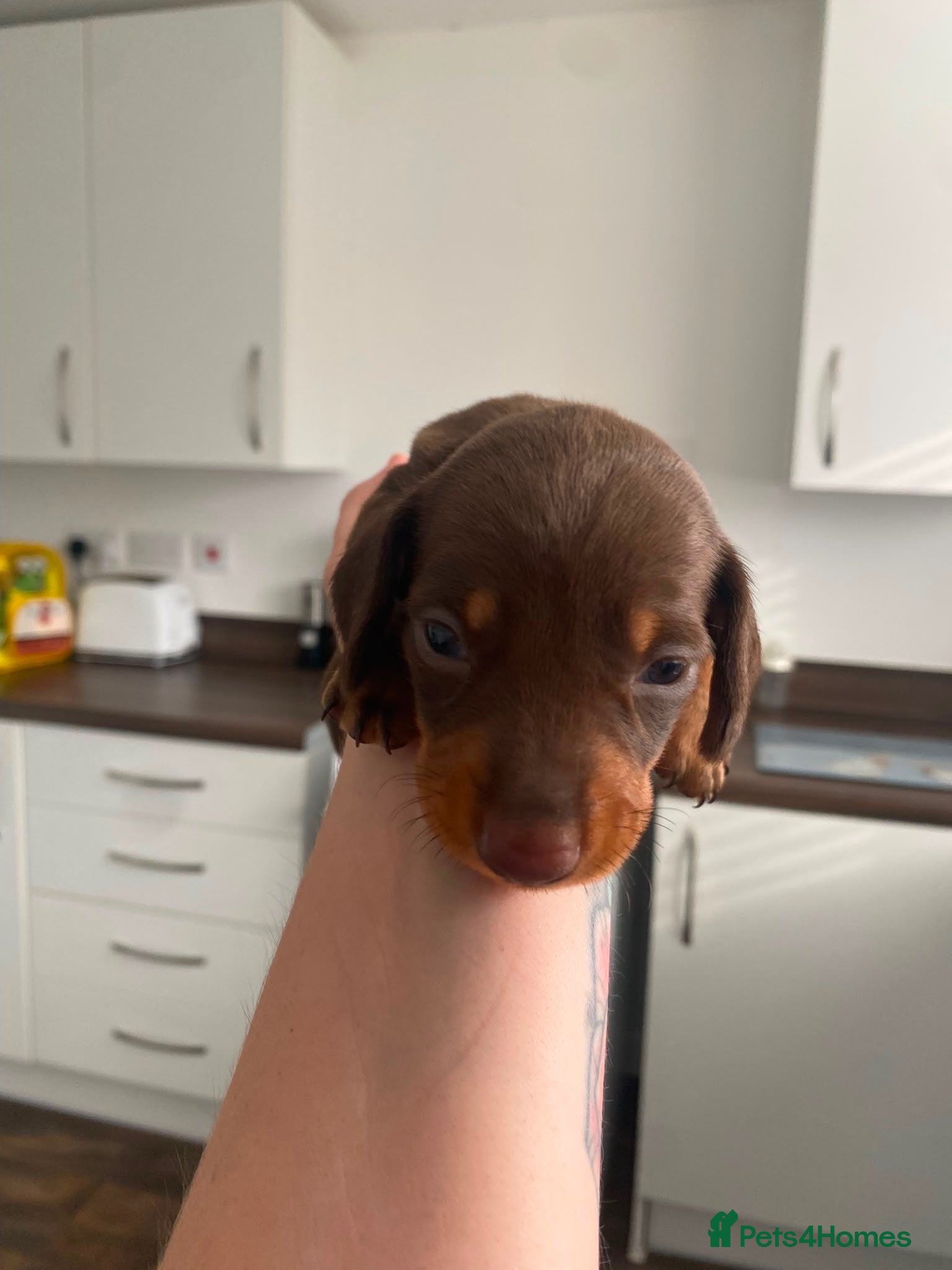Miniature Dachshund dogs •Miniature Dachshund Puppy• - Advert 1