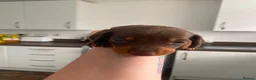 Miniature Dachshund dogs for sale: •Miniature Dachshund Puppy• - Advert 1