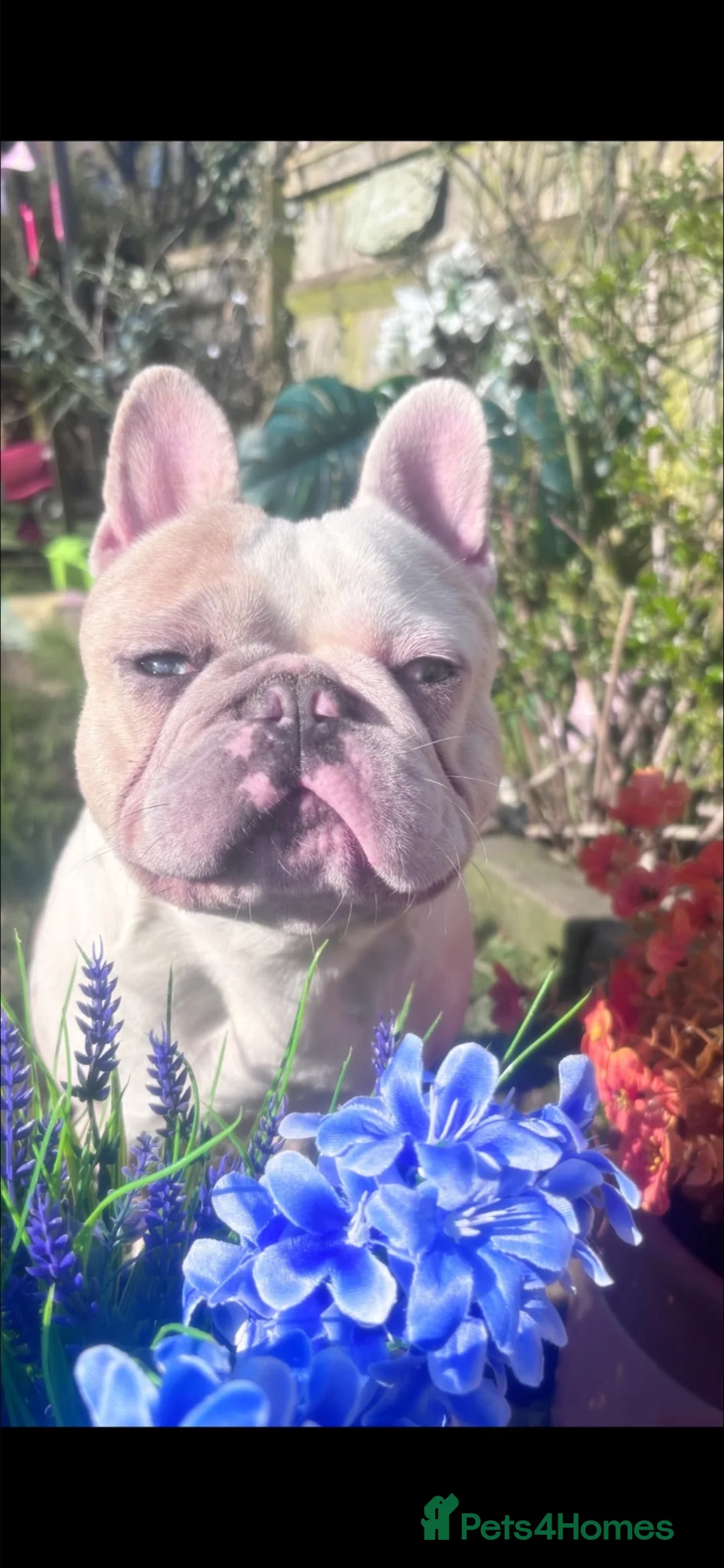 Mixed Breed dogs for sale: Male French bulldog cross pocket bully  in Crowborough - Advert 5