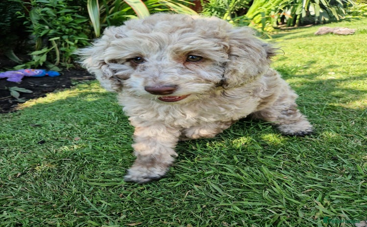 Cockapoo dogs - Advert 6