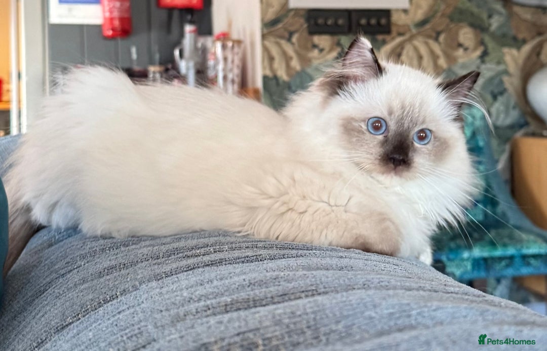 Ragdoll cats for sale: Stunning GCCF/TICA Purebred Reg Ragdoll Kittens - Advert 17