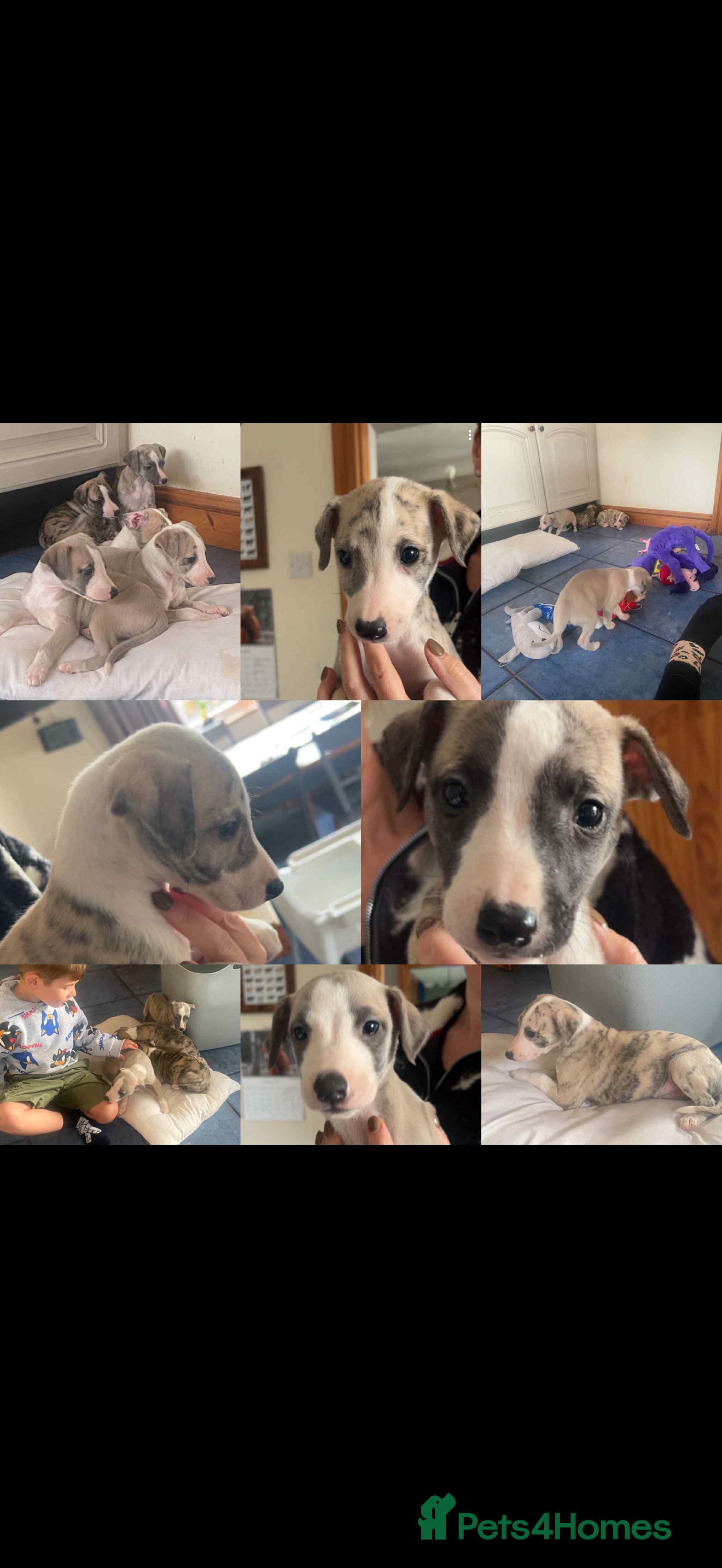 Whippet dogs Stunning kc registered whippet pups  - Advert 6