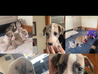 Whippet dogs Stunning kc registered whippet pups - Advert 1