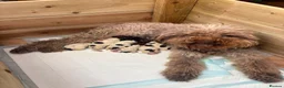 Lagotto Romagnolo dogs for sale: Lagotto Romagnolo puppies in Bangor - Advert 2