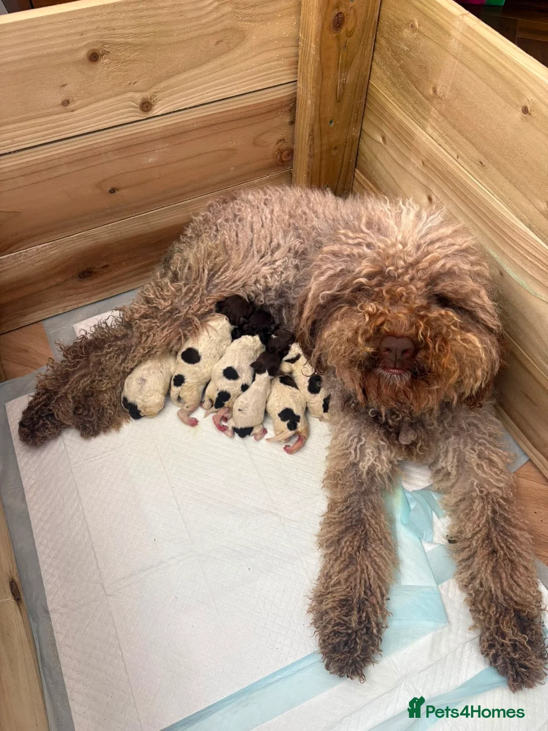 Lagotto Romagnolo dogs for sale: Lagotto Romagnolo puppies in Bangor - Advert 2
