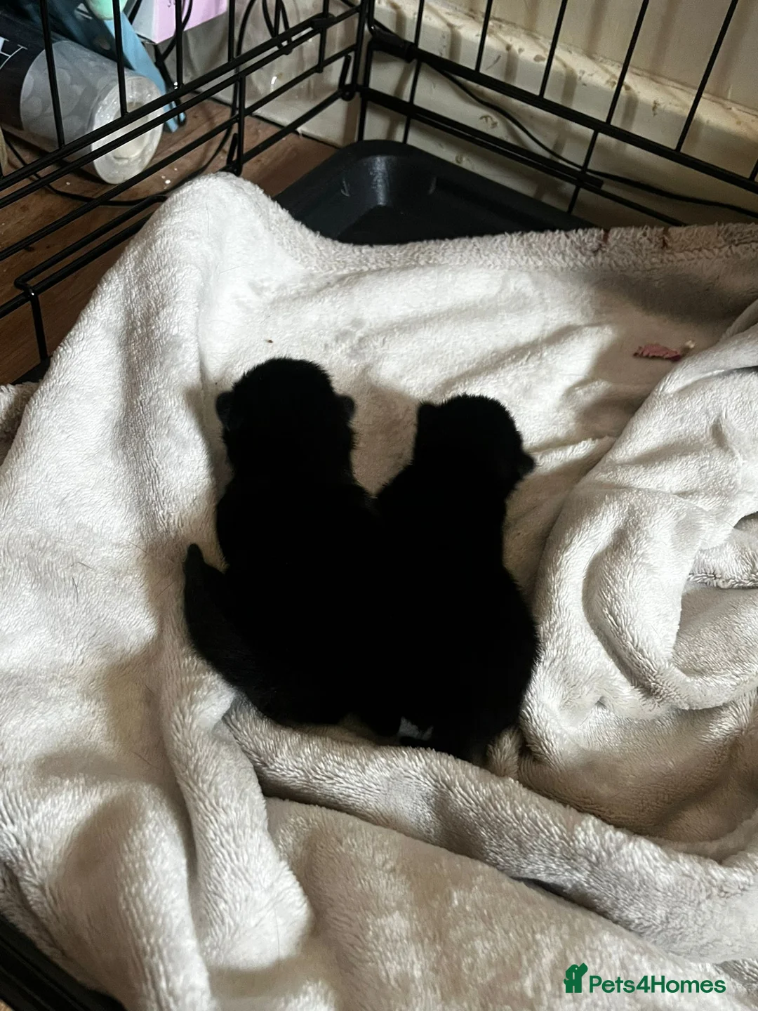 Mixed Breed cats for sale: 2 jet black kittens  - Advert 1
