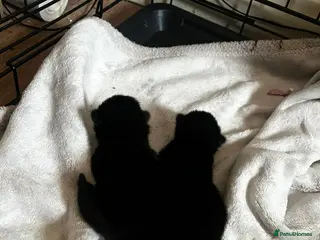 Mixed Breed cats 2 jet black kittens - Advert 2