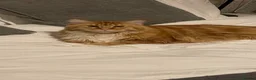 Maine Coon cats for sale: Adult Maine coons in Coventry - Advert 11