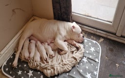 American Bulldog dogs for sale: American bulldog - Image 3